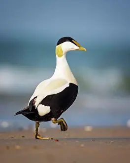 Common eider (Somateria mollissima) Drake on the