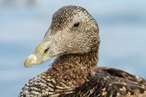 290420: Common Eider (Somateria mollissima) - female portrait