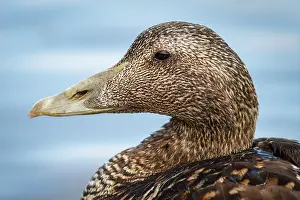 290420: Common Eider (Somateria mollissima) - female portrait