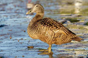 Palmiped: Common Eider (Somateria mollissima) female on shore