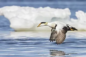 Manitoba: Common Eider (Somateria mollissima) flying over the Hudson's Bay in Churchill