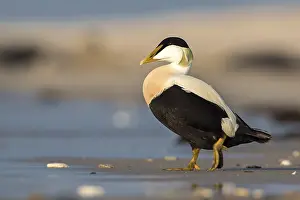 Duck Birds: Common Eider (Somateria mollissima) male