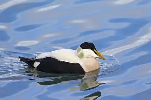 Mollissima: Common eider (Somateria mollissima) male in breeding