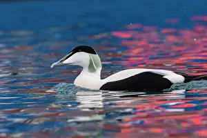 Mollissima: Common eider (Somateria mollissima), male, Harbour