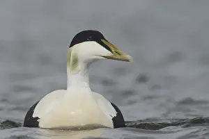 Mollissima: Common Eider (Somateria mollissima) male swim c