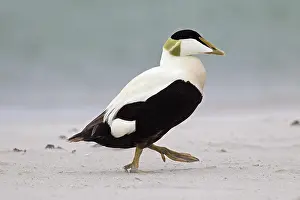 Mollissima: Common Eider (Somateria mollissima) male walking