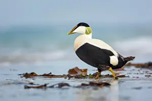Holstein: Common Eider (Somateria mollissima) Sea duck, male