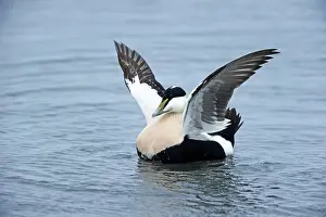 Mollissima: Common Eider (Somateria mollissima) swimming an