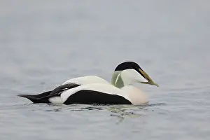 Mollissima: Common Eider - swimming drake in breeding plumage
