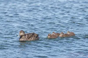 Duckling: Common Eider - swimming female with ducklings -