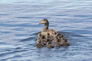 Duckling: Common Eider - swimming female with ducklings -