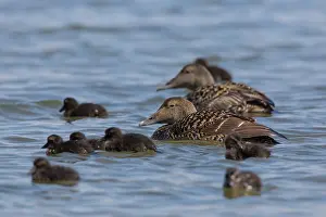 Duckling: Common Eider - swimming females with chicks - Germany