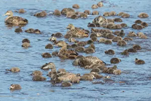 Duckling: Common Eider - swimming females with ducklings -