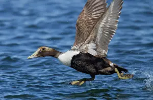 Eiders: Common Eider - taking flight in winter