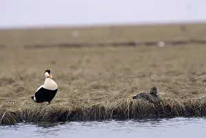 Eiders: Common Eiders