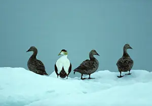 Eiders: Common Eiders on Ice Flow