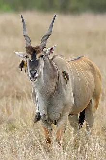 Buphagus: Common Eland