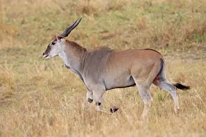 Eland: Common Eland