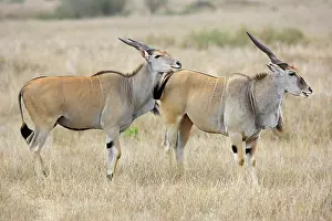 Eland: Common Eland