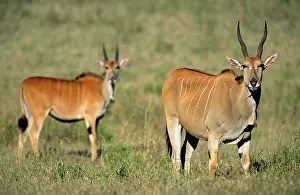 Eland: Common Eland