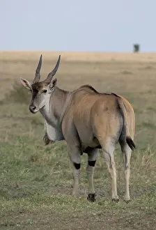 Mark Boulton: one Common eland antelope, Taurotragus oryx, Masai