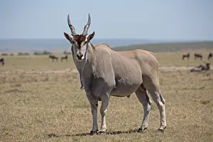 Mark Boulton: one Common eland antelope, Taurotragus oryx, Masai