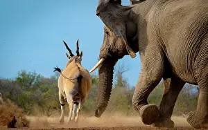 Competitions: Common eland, also known as the southern eland