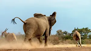 Competitions: Common eland, also known as the southern eland