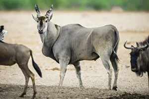 Oryx: Common eland (Taurotragus oryx) among blue wildebeests