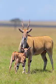 Oryx: Common eland (Taurotragus oryx), female with calf