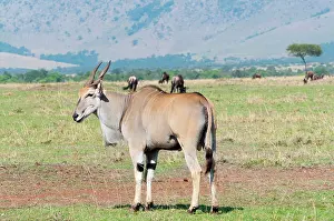 Eland: Common eland (Taurotragus oryx), Maasai