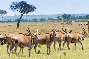 Bike: Common eland (Taurotragus oryx), Maasai