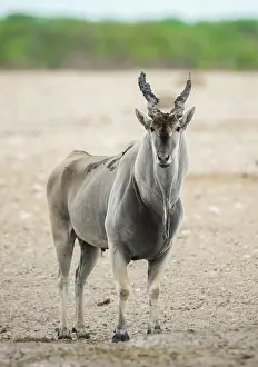 Eland: Common eland (Taurotragus oryx), male at a waterhole