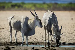 Thirst: Common eland (Taurotragus oryx), two males drinking