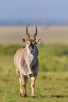 Oryx: Common eland (Taurotragus oryx) in savanna, Masai