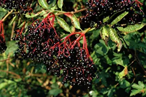 Sambucus: Common Elder Plant - fruit