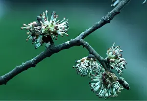 Elms: COMMON ELM - close-up of flowers