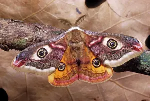 Emperors: Common Emperor Moth - Male