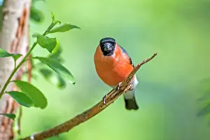 Bullfinches: Common / Eurasian Bullfinch adult male