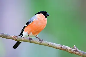 Bullfinches: Common / Eurasian Bullfinch adult male