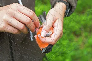 Nylon: Common / Eurasian Bullfinch adult male being