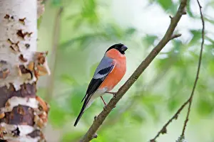 Bullfinches: Common / Eurasian Bullfinch adult male