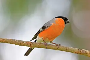 Bullfinches: Common / Eurasian Bullfinch adult male