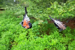 Nylon: Common / Eurasian Bullfinch pair in net