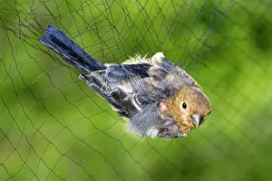 Stoc: Common / Eurasian Bullfinch - young bird in net