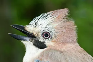 Champ: Common / Eurasian Jay - beak open. Le Champ du
