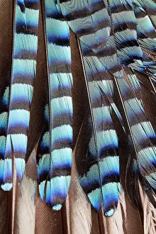 Champ: Common / Eurasian Jay - feathers. Le Champ du
