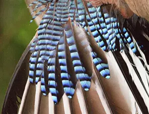 Champ: Common / Eurasian Jay - feathers. Le Champ du