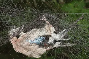 Stoc: Common / Eurasian Jay - in net - bird ringing