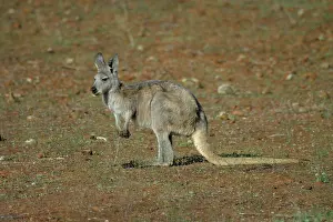 Wallaroo: Common Euro / WALLAROO / Hill Kangaroo